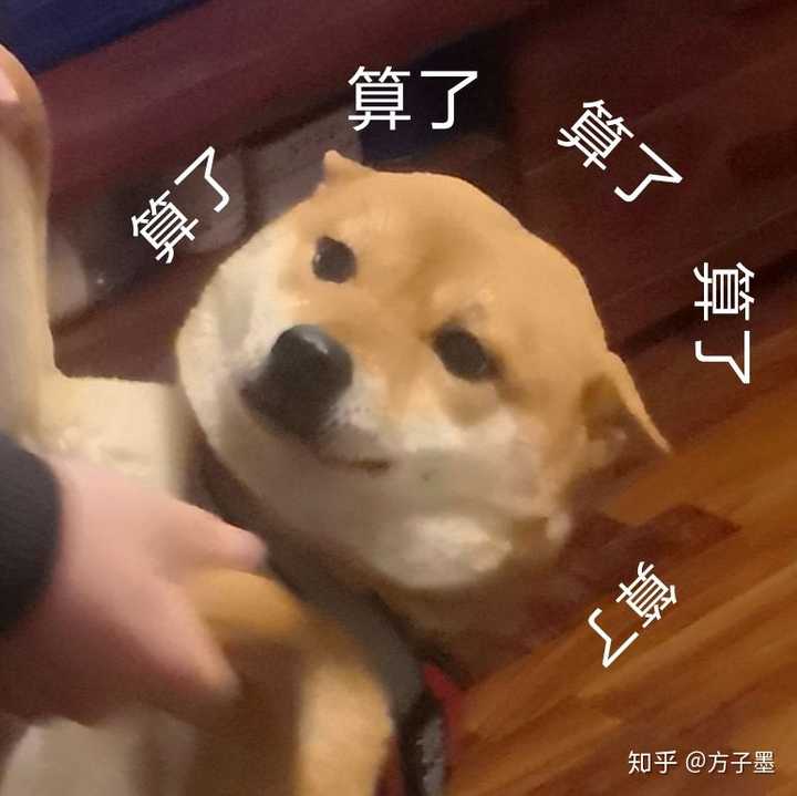 一岁的柴犬还是长得像狐狸 是不是被骗了 知乎