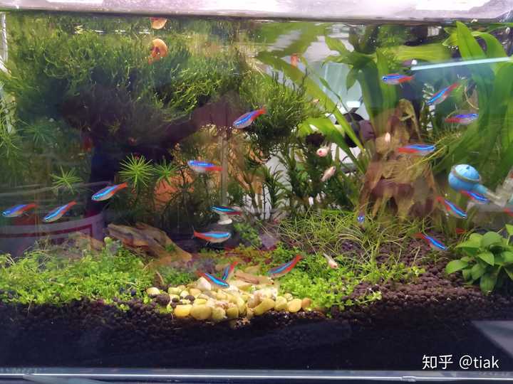 新手入门养鱼 该怎么开始 知乎