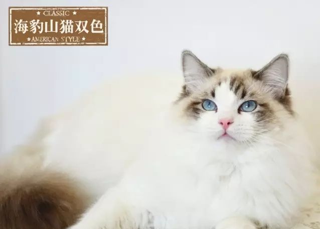 布偶猫的颜色分海豹 山猫纹 重点色 还有什么 他们分别怎么定义 知乎
