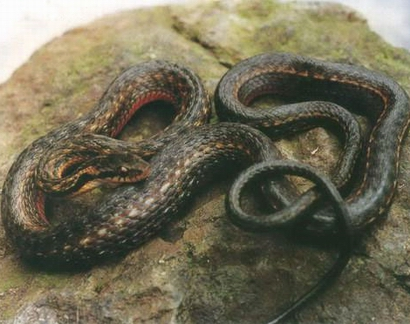 瓦屋山腹链蛇,中国特有种,目前仅发现于四川省洪雅县瓦屋山地区