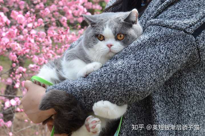 请问能空运英短来马来西亚的吗 Ps 找个猫舍 有英短的 英短银渐层骄子猫的回答 知乎