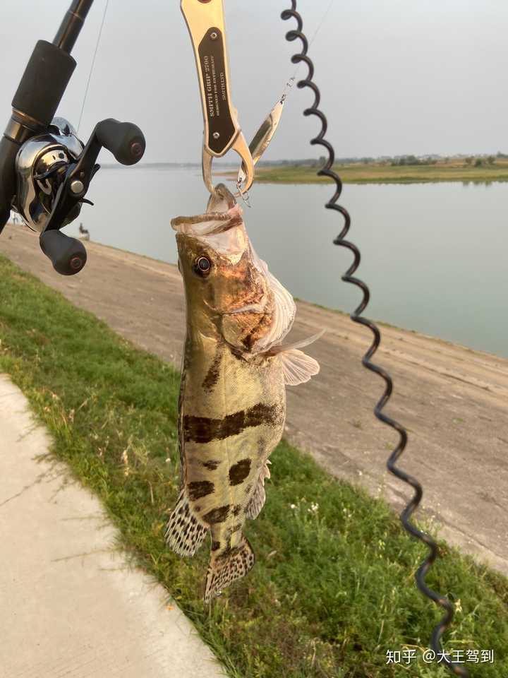 能否用路亞釣鯽魚,鯉魚,草魚等非兇猛性魚?