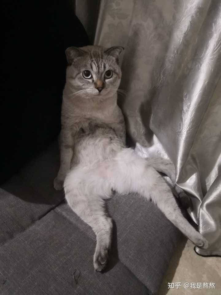 有哪些养猫必须知道的冷知识 知乎 有哪些养猫必须知道的冷知识 知乎