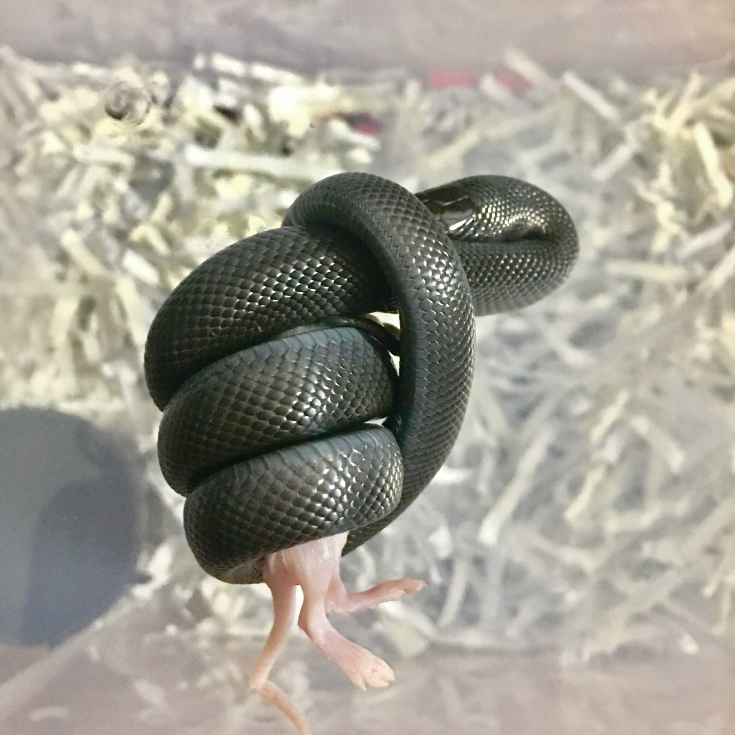 大概高二的时候开始正式接触宠物蛇(养)当时因为刚入门,买的是最便宜