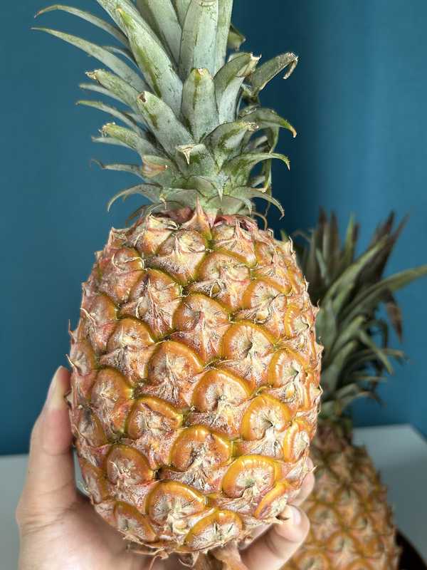 为什么很多人非说凤梨不是菠萝？