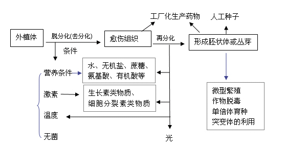 人造种子:用组培技术产生大量胚,再用人工材料包裹,制成人造种子.