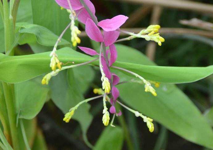 陕西卫矛,也叫金丝吊蝴蝶