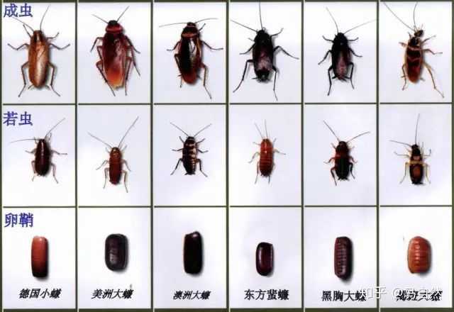 有哪些适合国人居住环境的高效杀蟑方法 知乎