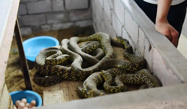 95 后年轻人返乡帮父亲一起养蛇，凭六万条毒蛇年入百万，利润真能这么高吗？毒蛇都有哪些价值？
