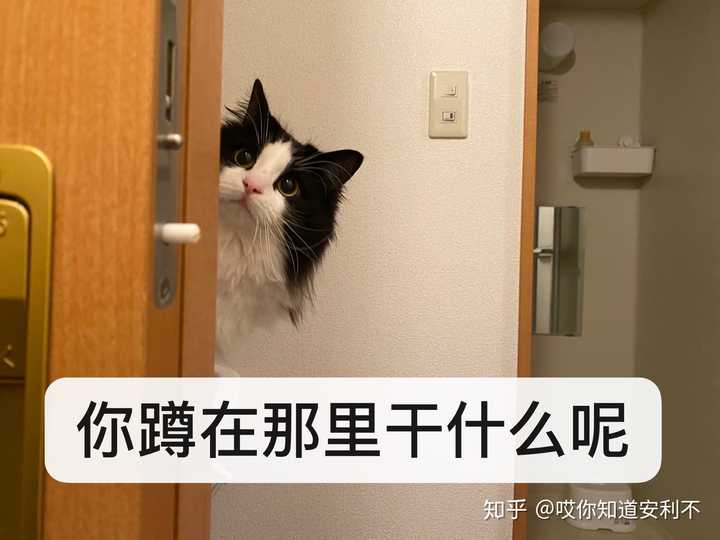 在日本养猫大概需要多少开销 知乎