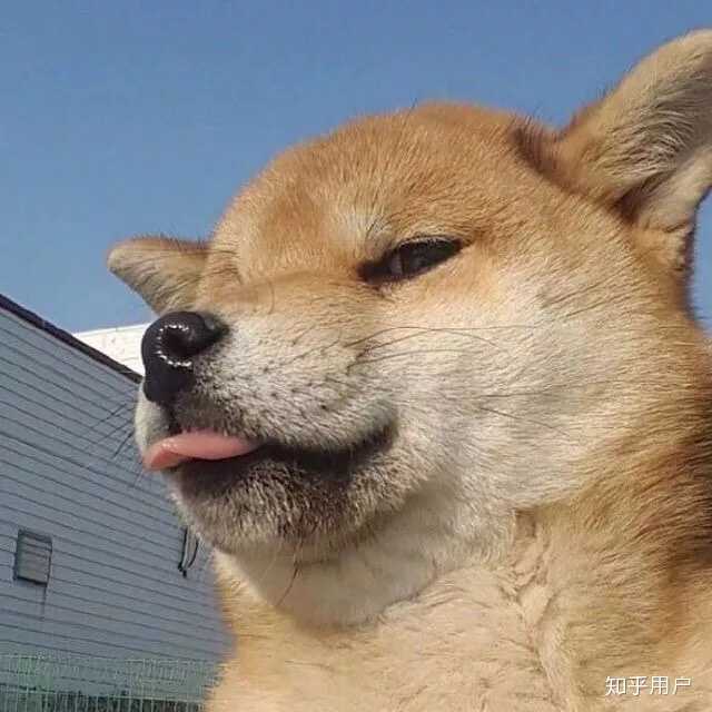 有没有那种看起来很呆的傻狗头像？ - 知乎