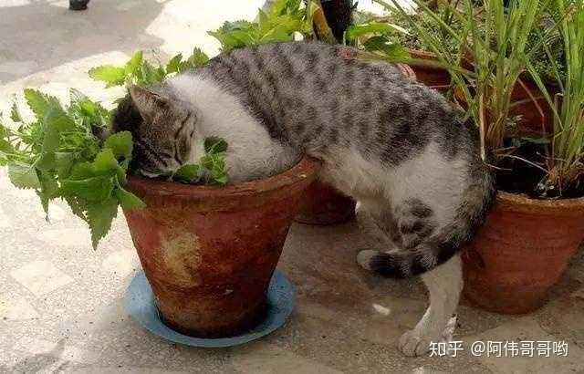 猫薄荷为什么会使猫嗨起来 知乎