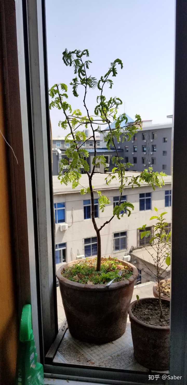 剪枝 弄个造型更漂亮 运气好 养的年限长的话 没准还会给你结小酸角噢