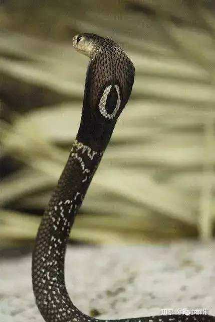 中国有哪些危险甚至致命的生物