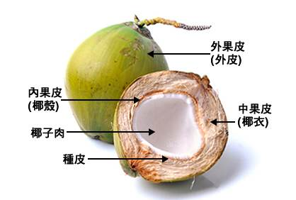 椰子树的种子是在椰子果里面吗 知乎