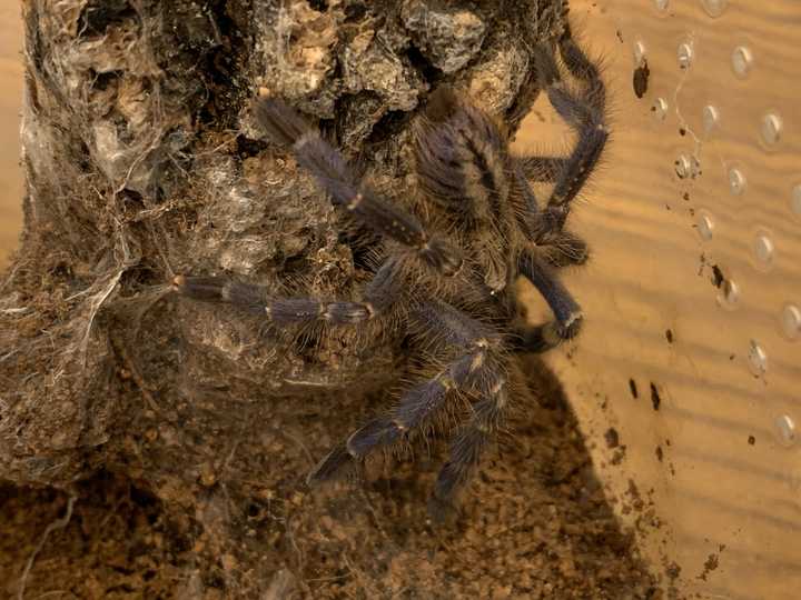 新手饲养蜘蛛该如何入门?