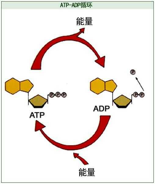 如果吃一小勺 atp 会怎样?