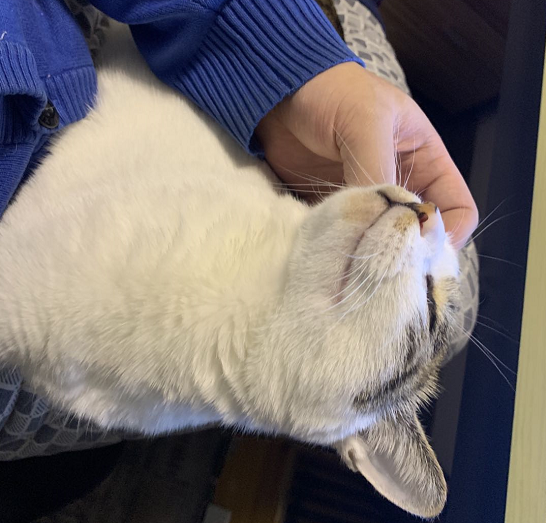 猫咪乱尿怎么办 如何解决 知乎 猫咪乱尿怎么办 如何解决 知乎