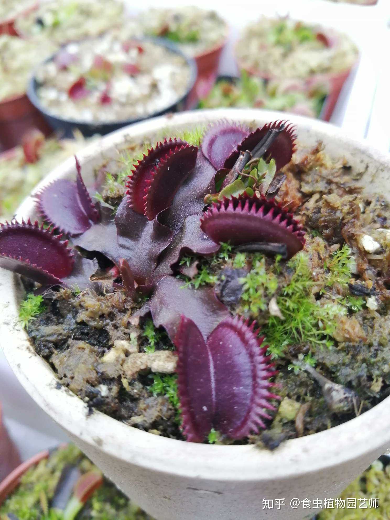手机摄影# 食人鱼捕蝇草 休眠状态下的捕… - 知乎