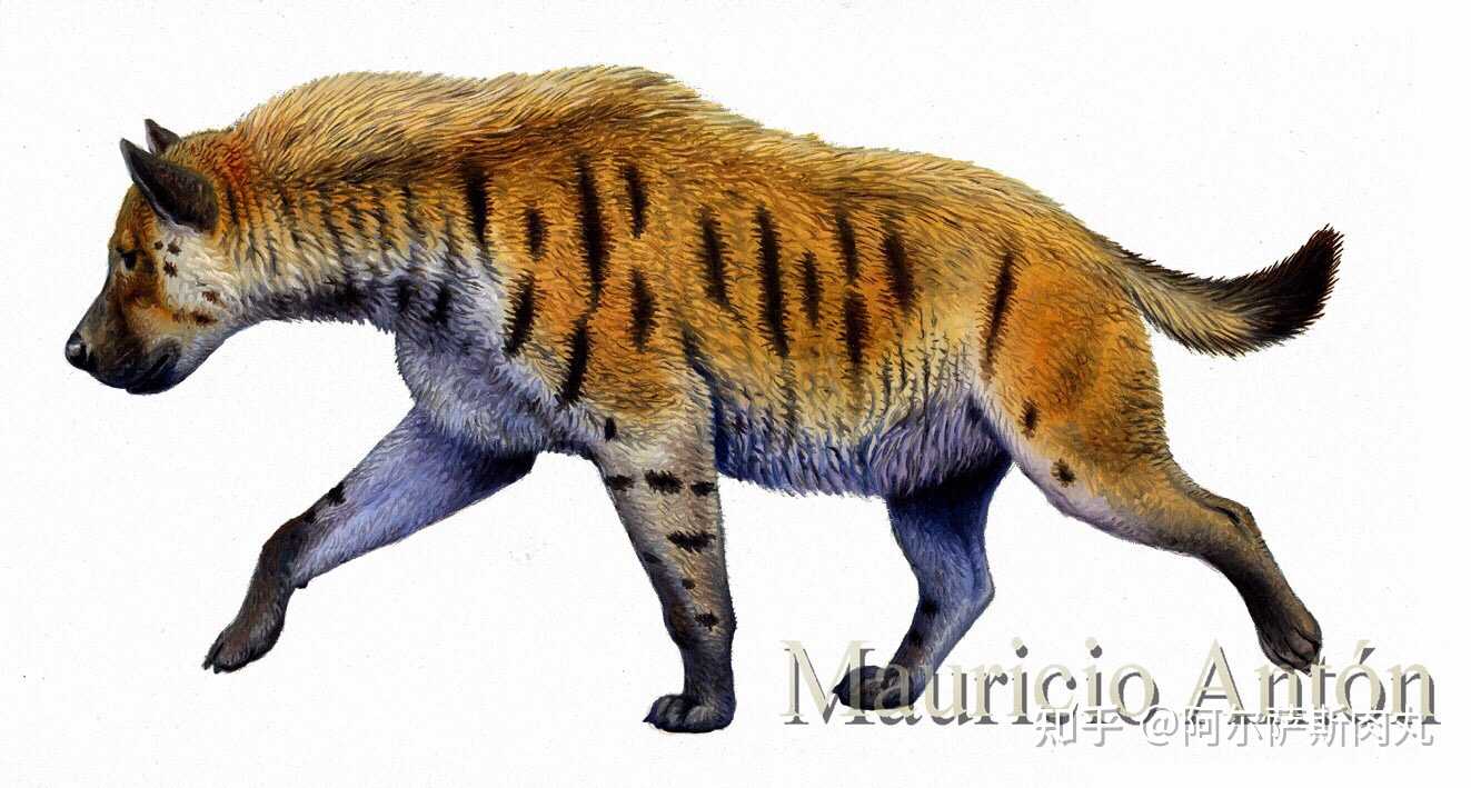 硕犬出没硕鬣狗pachycrocuta