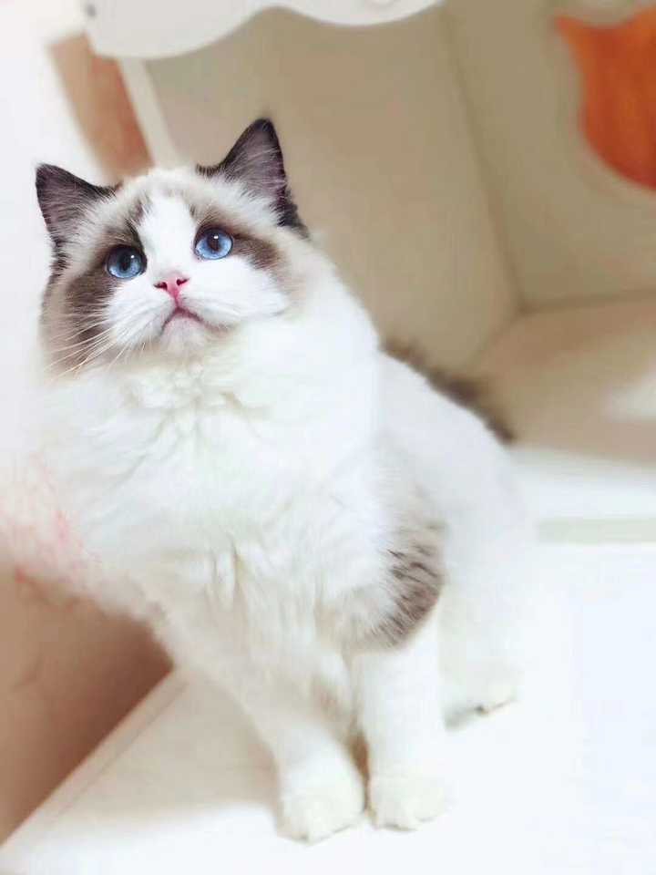 俄罗斯蓝猫和布偶猫哪个好伺候一点?