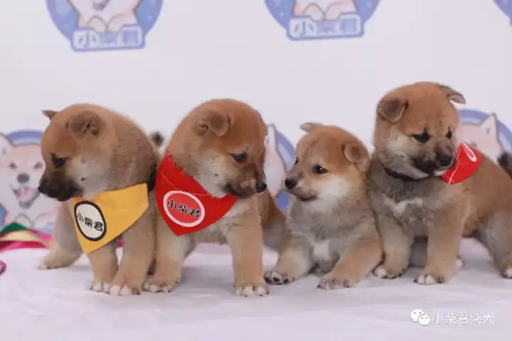请问饲养柴犬有些什么注意事项 知乎 请问饲养柴犬有些什么注意事项 知乎