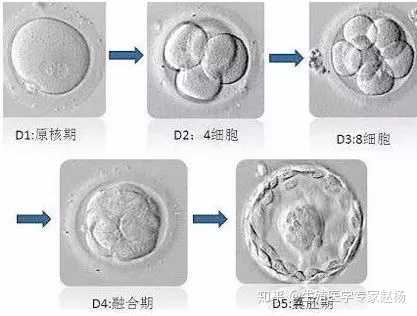 试管取多少个卵泡最好