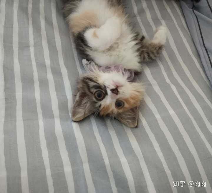 梨花长毛猫的脸有扁圆的吗?