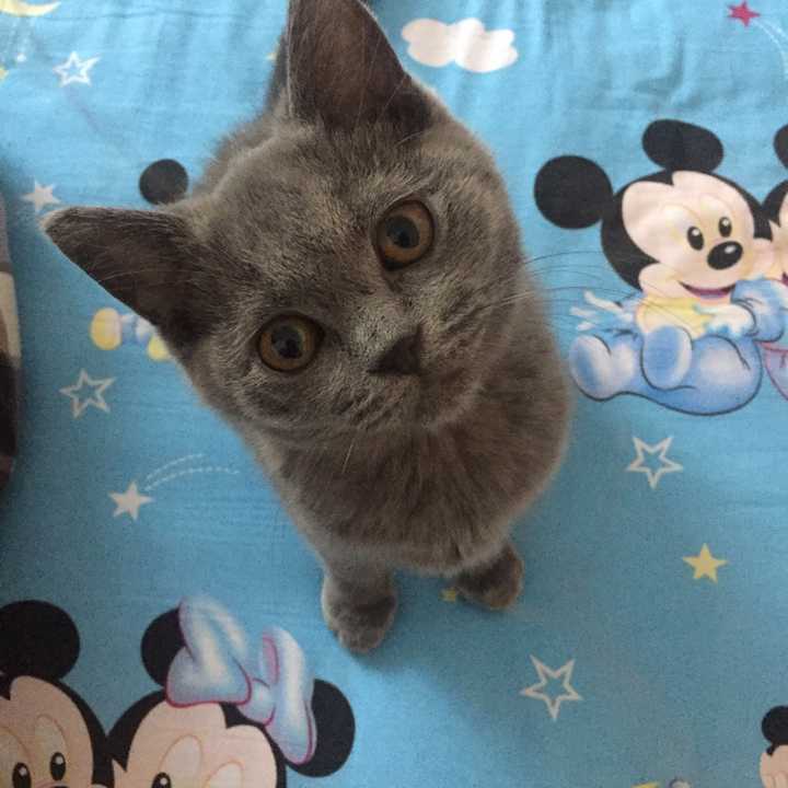 我家摩卡,胖之前还是挺萌的.