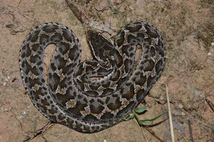 为什么大多数毒蛇是三角头的