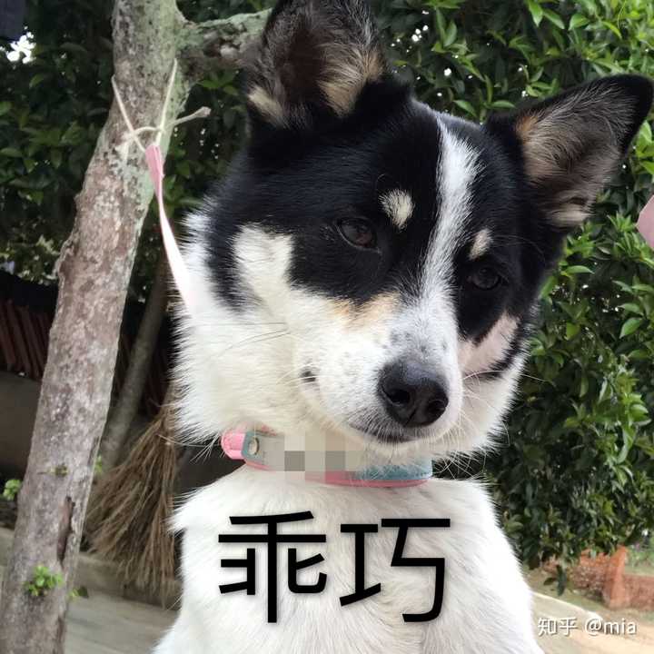 邊牧的串串吧!