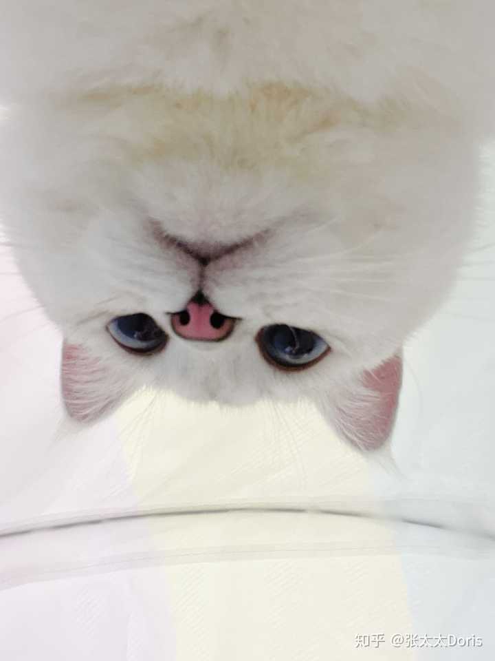 猫丢了以后真的大部分都能回来吗 知乎