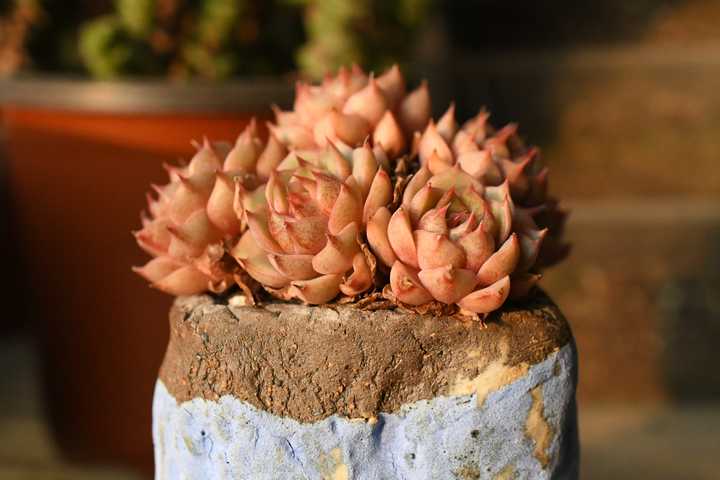 多肉植物怎么养 知乎 多肉植物怎么养 知乎