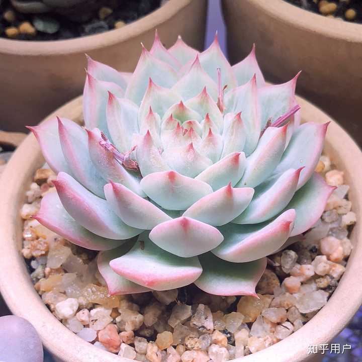 现在淘宝上多肉植物的补光灯靠谱吗 知乎 现在淘宝上多肉植物的补光灯靠谱吗 知乎