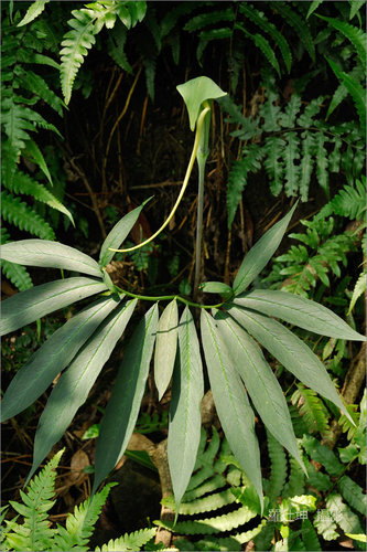 羽叶天南星  arisaema heterophyllum blume