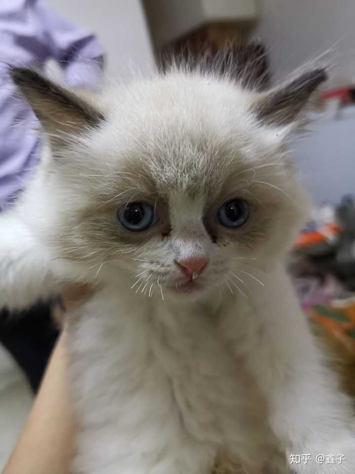 养一只很丑的布偶猫是种什么样的体验