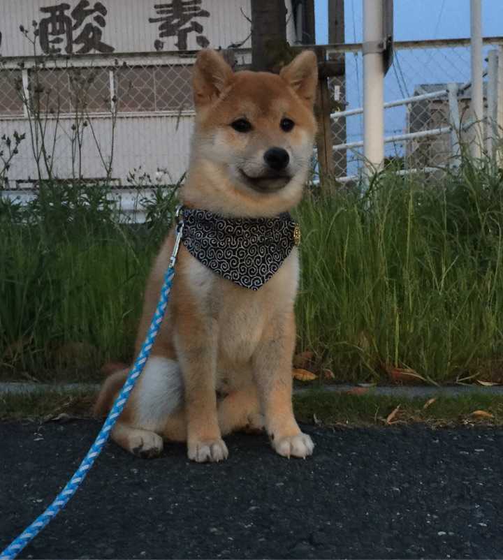 请各位大神帮忙看看我家土柴品相怎么样 值多少钱 现在是4个月 尴尬期