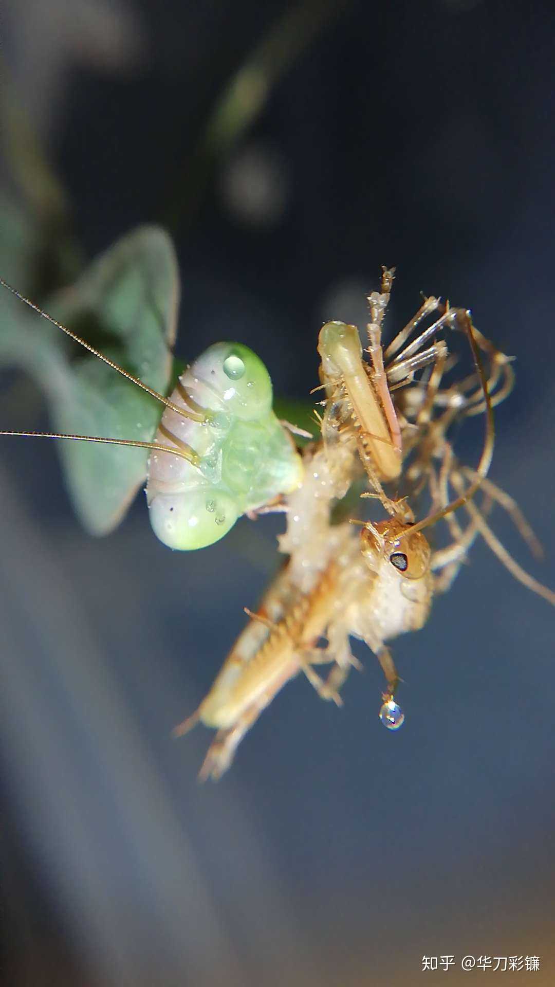 手机微距——云南圆盾螳捕杀花蚰蜒
