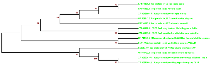 如何解读进化树 系统进化树怎么分析 系统进化树示意图解说
