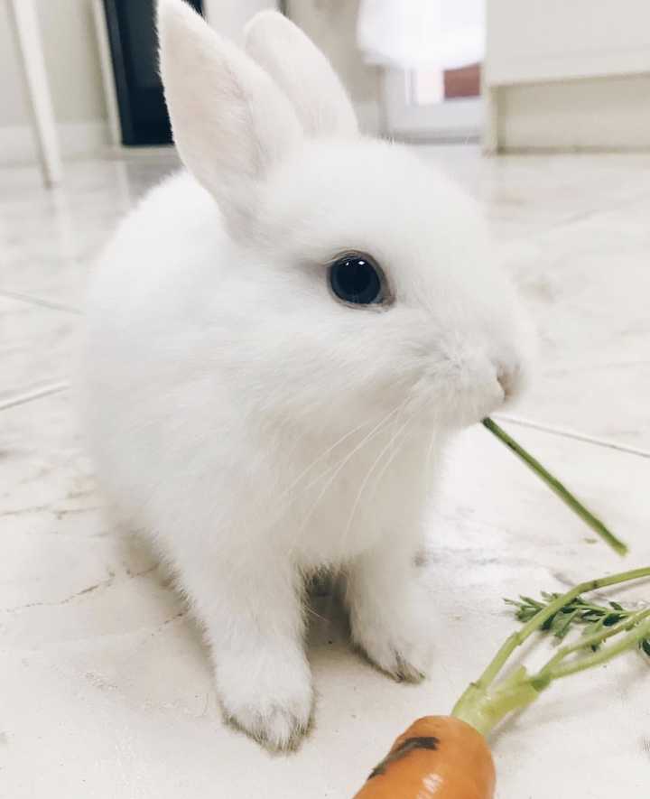 rabbits 1babiesbugsandlola 查了各种图片,推测是波兰兔