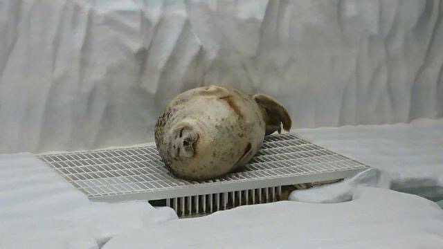 新品种变异海豹