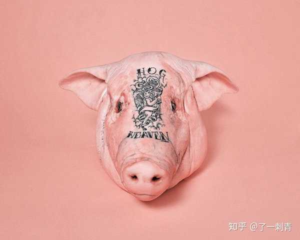 有没有人文身文过猪头?
