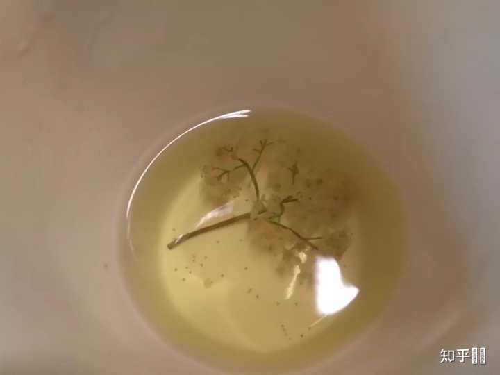 石楠花闻起来有精液的味道 为什么很多学校种石楠花 知乎