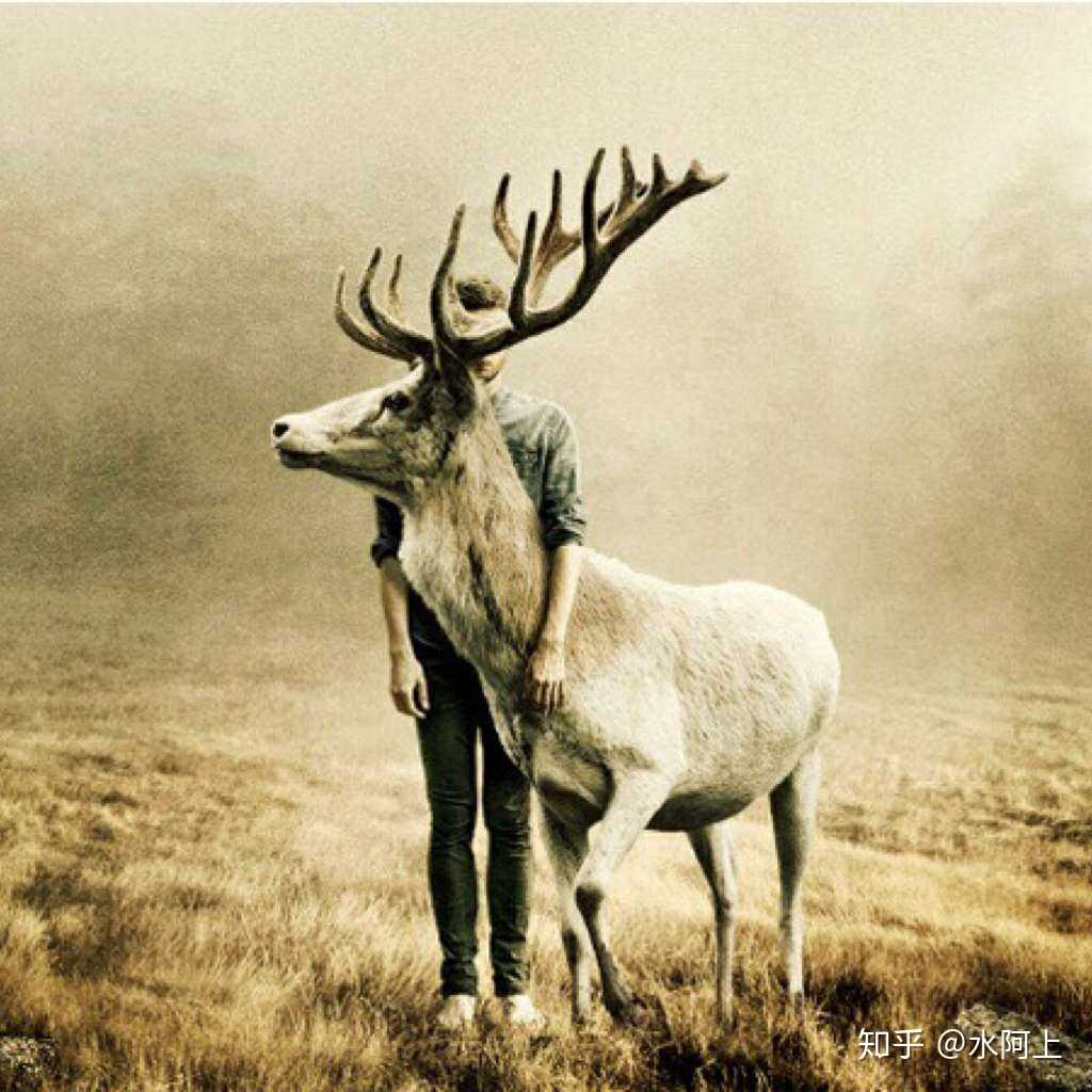 送别它时,它用鹿角轻轻蹭了蹭我的衣角,鹿眼如潭.