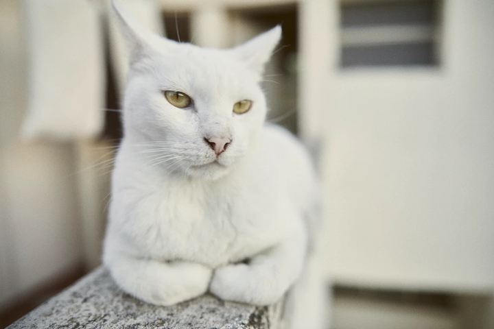 白色黄眼土猫图片