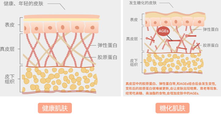 如何補充膠原蛋白和彈性蛋白