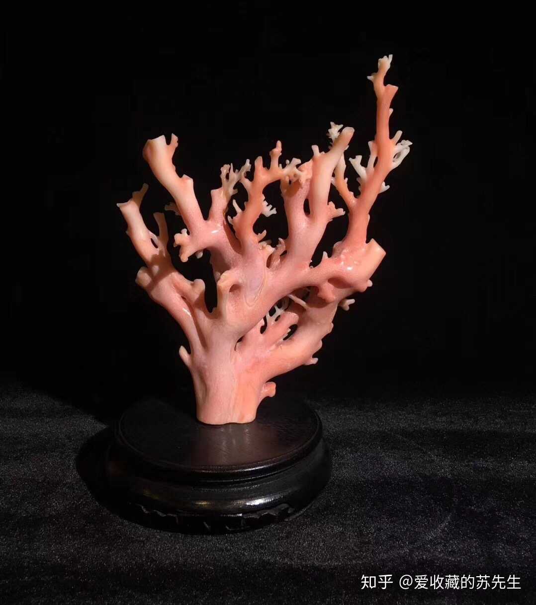 回流 天然粉珊瑚原枝摆件