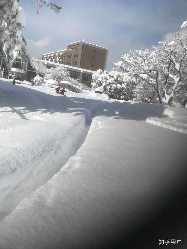 在日本新潟大学就读是怎样一番体验 知乎