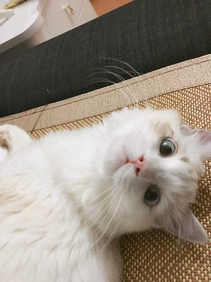 养布偶猫是种怎样的体验 知乎 养布偶猫是种怎样的体验 知乎