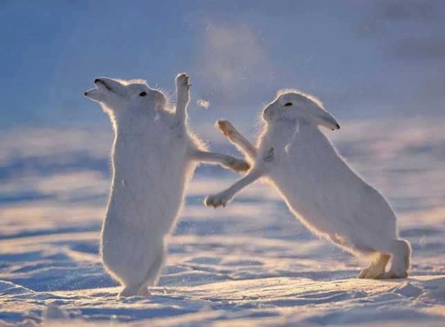 北极兔的腿真的是最长的吗?